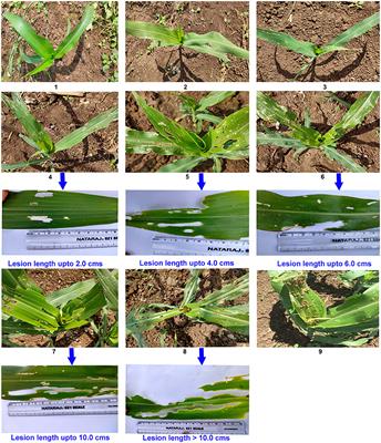 Leaf Damage Based Phenotyping Technique and Its Validation Against Fall Armyworm, Spodoptera frugiperda (J. E. Smith), in Maize